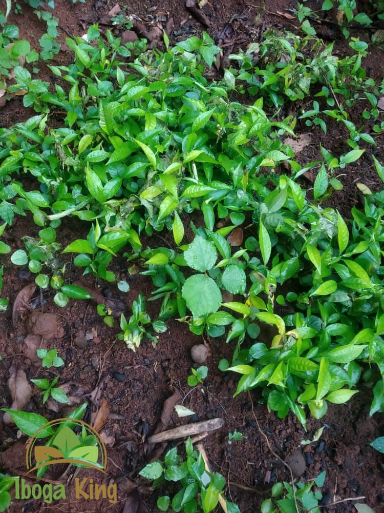 Iboga King - unsere Farm