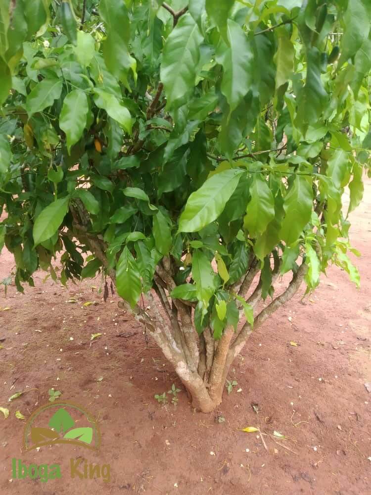 Iboga Pflanze von unserer Farm